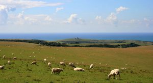 Belle Tout Lighthouse Sheep Grazing on Downland